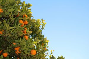 nature-sky-fruits-tree-1