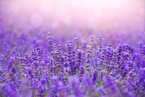 shutterstock_324282875